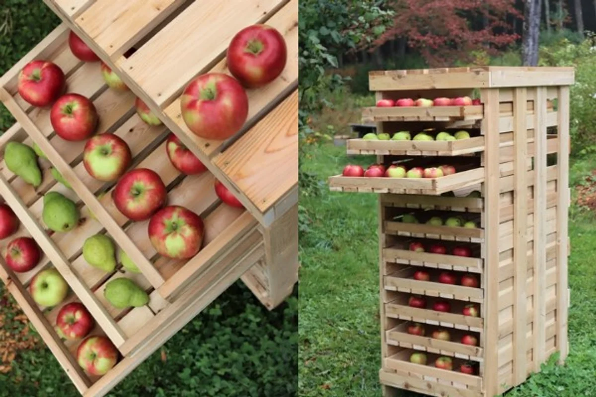 Basement apple storage czech autumn harvest