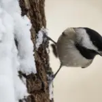 songbirds surviving cold autumn