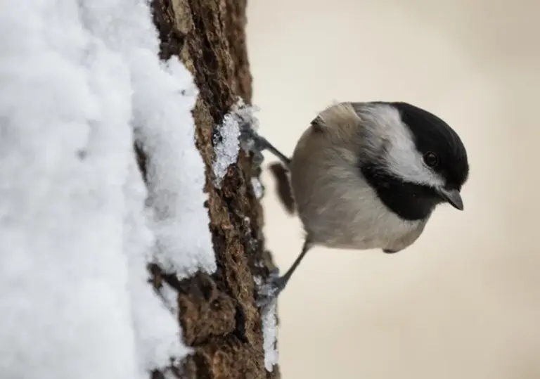 songbirds surviving cold autumn