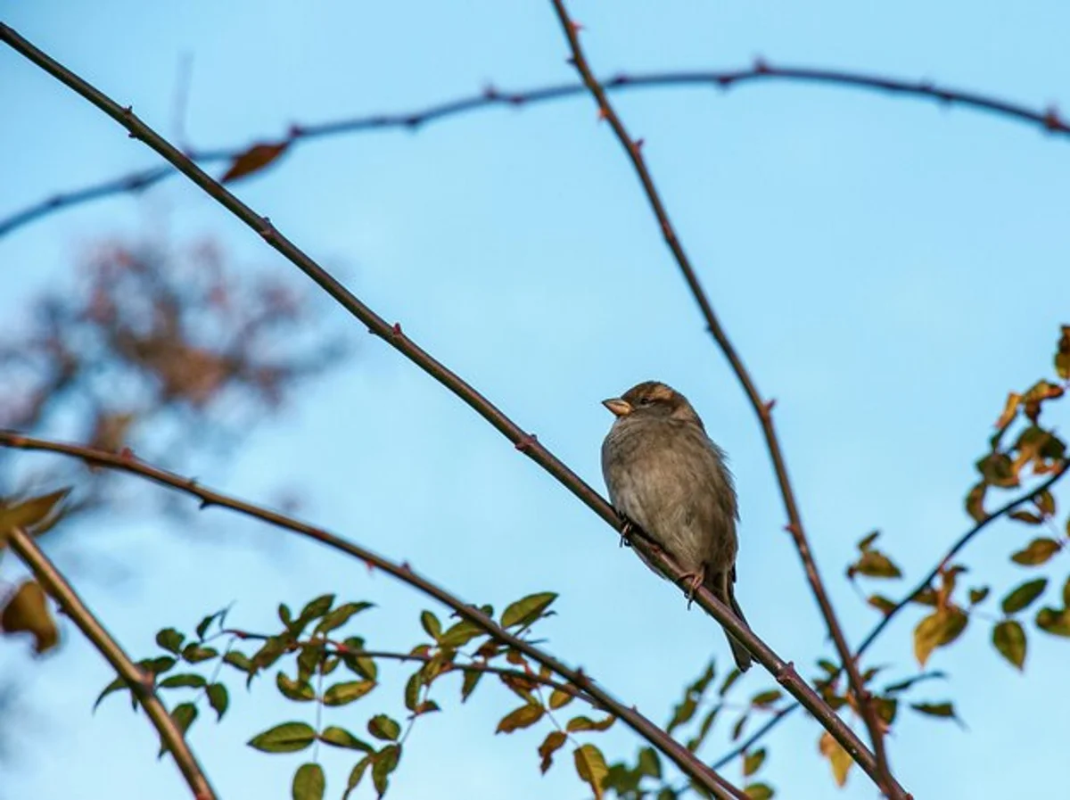 close up of bird fluffing feathers in autumn cold
