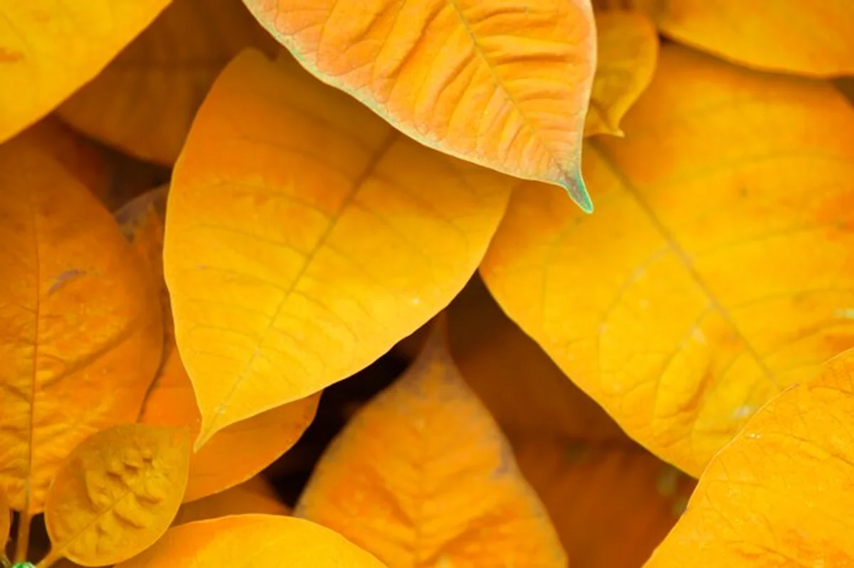 autumn leaf close up with color change