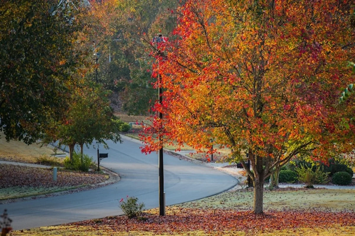 bright red and yellow autumn forest landscape in czech republic