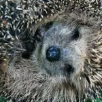 hedgehog hibernation autumn leaves nature macro