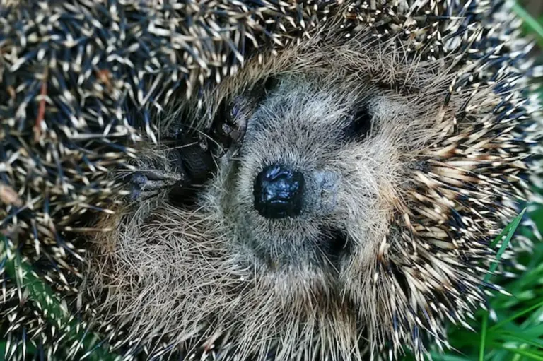 hedgehog hibernation autumn leaves nature macro