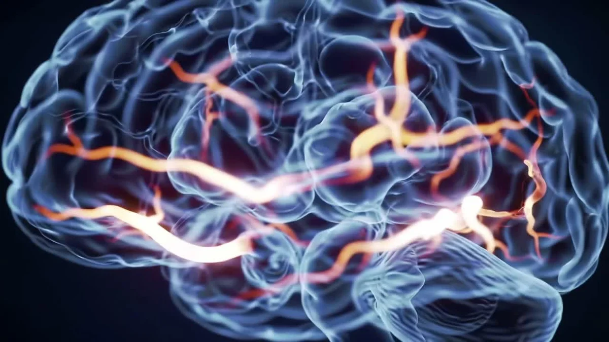 brain in winter low light