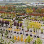 autumn herb planting Europe garden