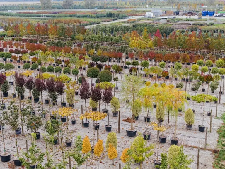 autumn herb planting Europe garden