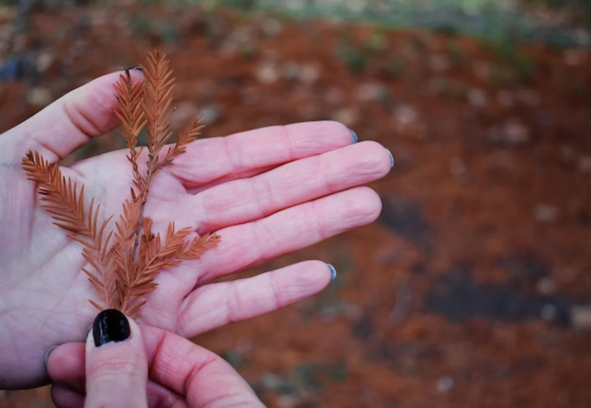 planting herbs autumn hands soil closeup