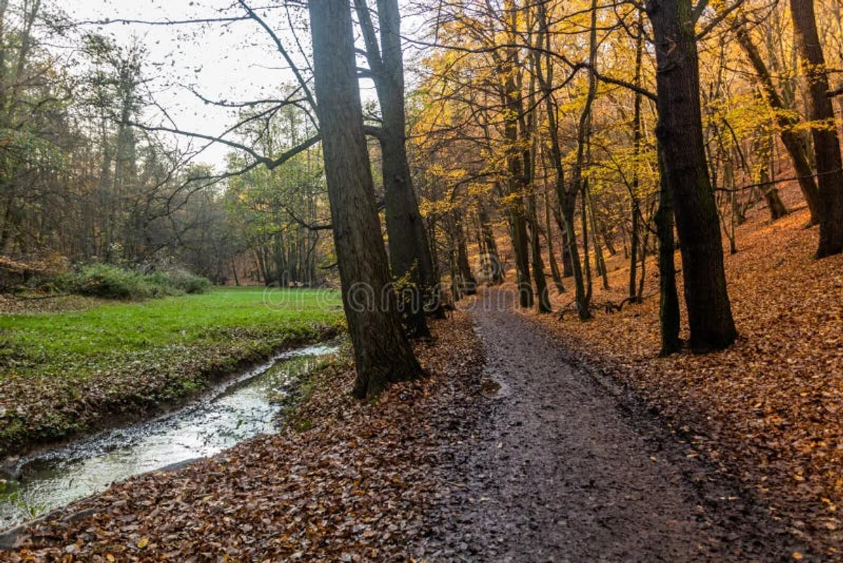 lonely autumn forest path czechia hidden view