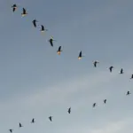 bird migration V formation Czech autumn