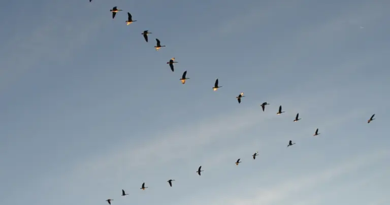 bird migration V formation Czech autumn