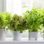 homegrown herbs kitchen window autumn Prague