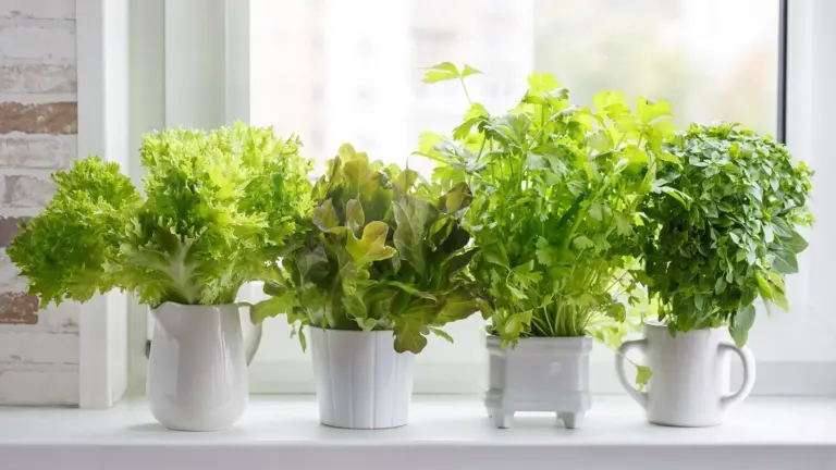 homegrown herbs kitchen window autumn Prague