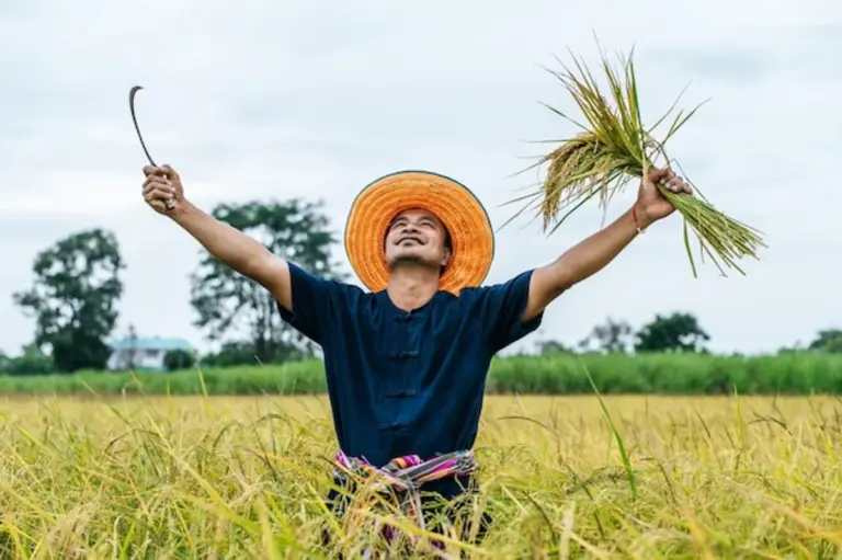 asian harvest festival traditions rice field farmers