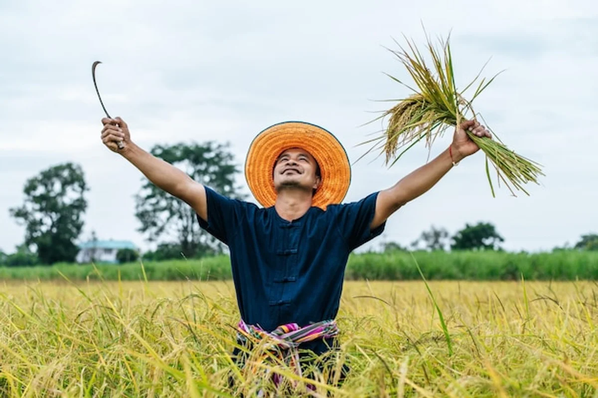 asian harvest festival traditions rice field farmers