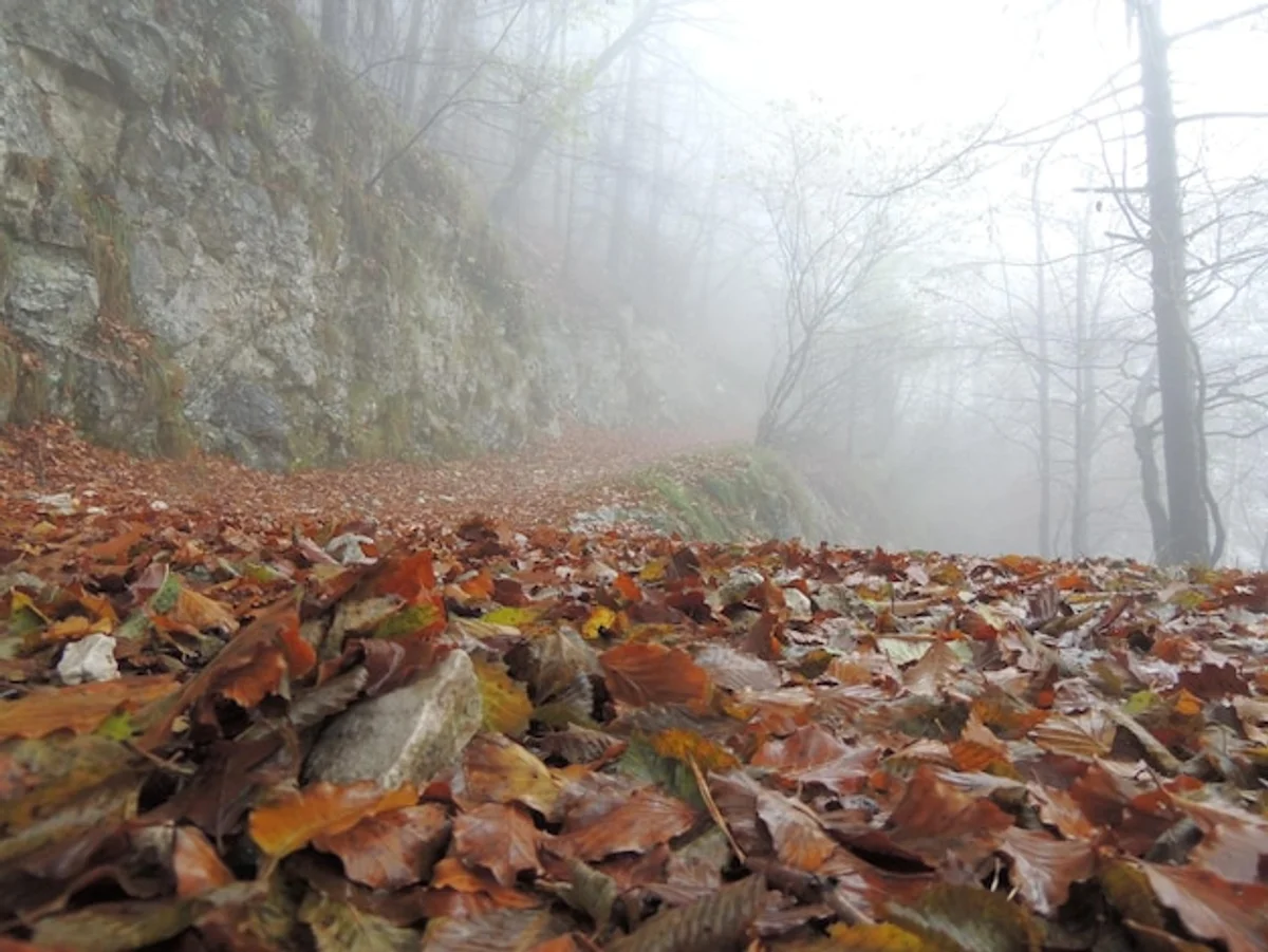 autumn misty forest hiking Czech Republic