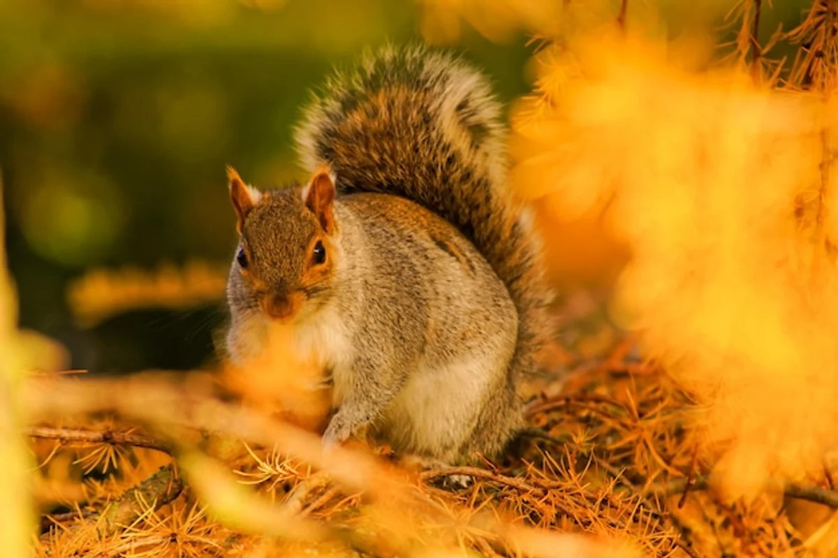 squirrel searching for nuts autumn close up