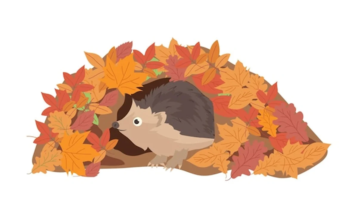 hedgehog preparing for winter natural habitat