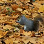 adorable squirrel autumn Czech forest up close