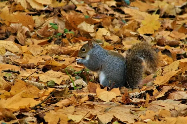 adorable squirrel autumn Czech forest up close
