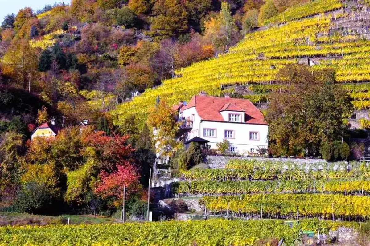 Austrian autumn wine festival in Wachau with colorful vineyards and people enjoying wine