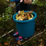 poisonous mushrooms autumn Czech Republic forest close up