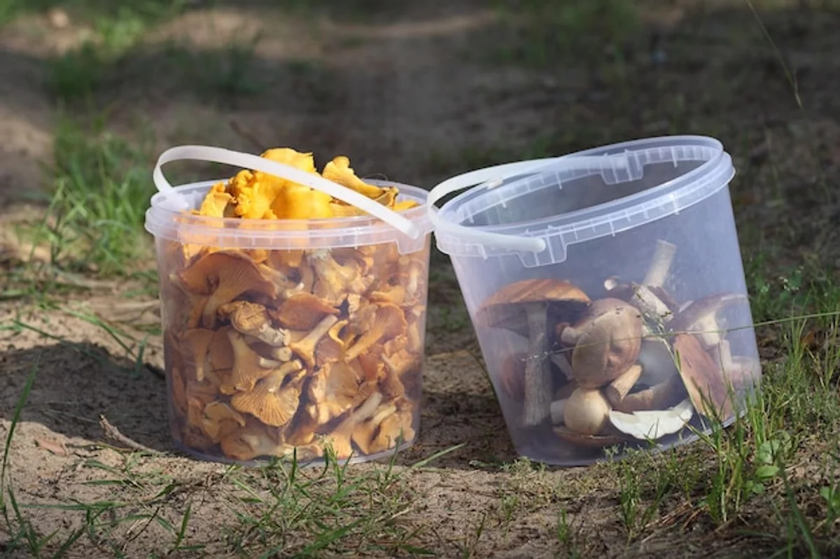 deadly mushrooms in autumn forest czech republic