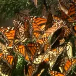 colorful butterfly swarm migrating in autumn european landscape