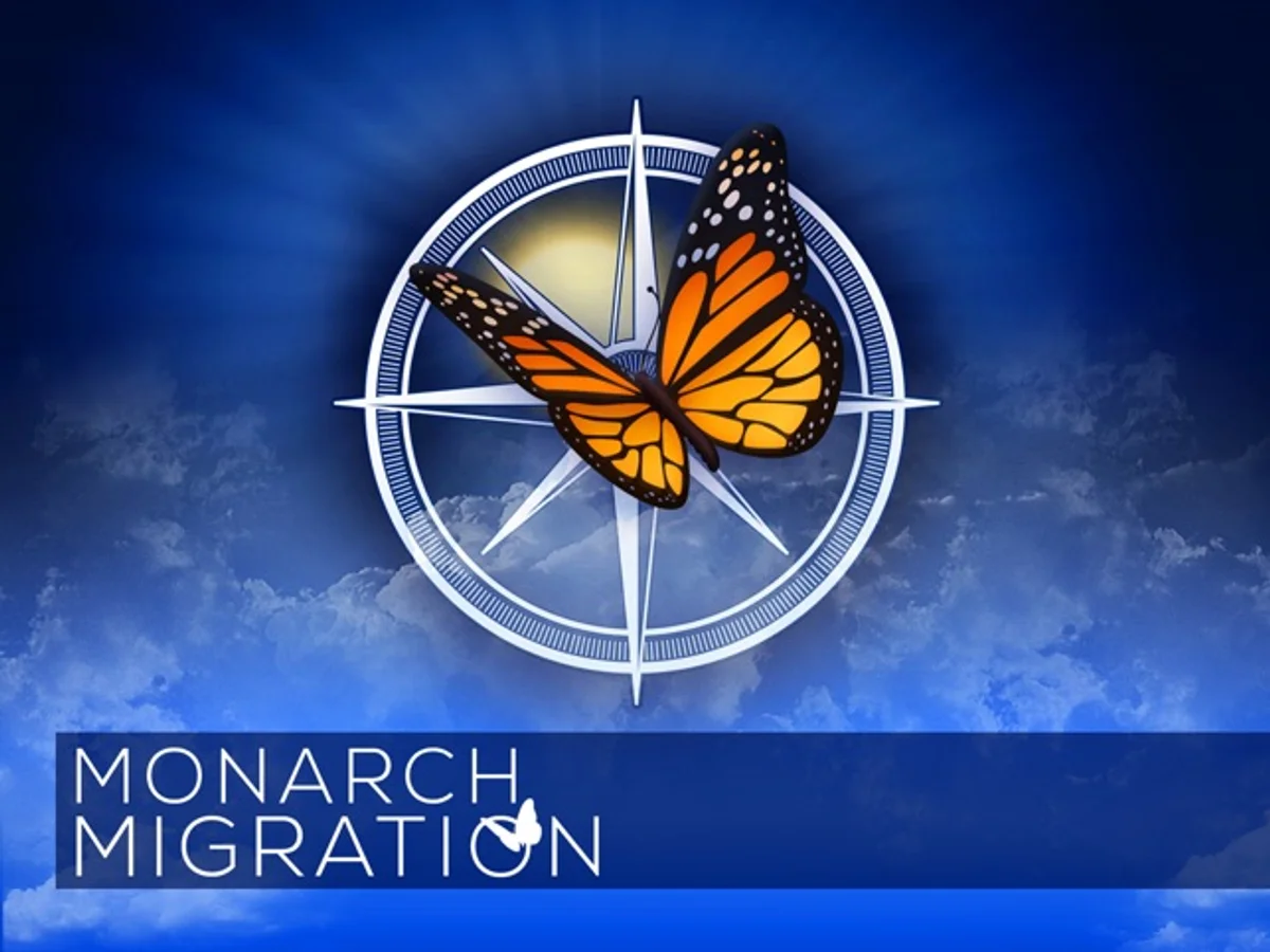 tracking butterfly migration with satellite chip europe