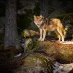 european forest predators wildlife