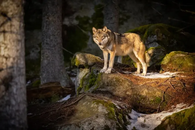 european forest predators wildlife