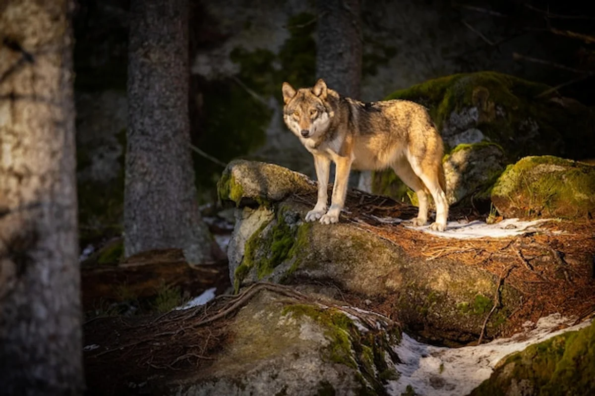european forest predators wildlife