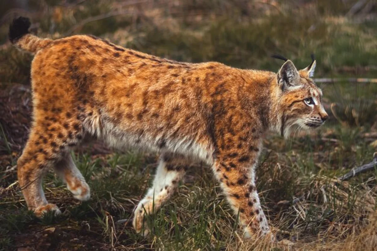 eurasian lynx in czech forest