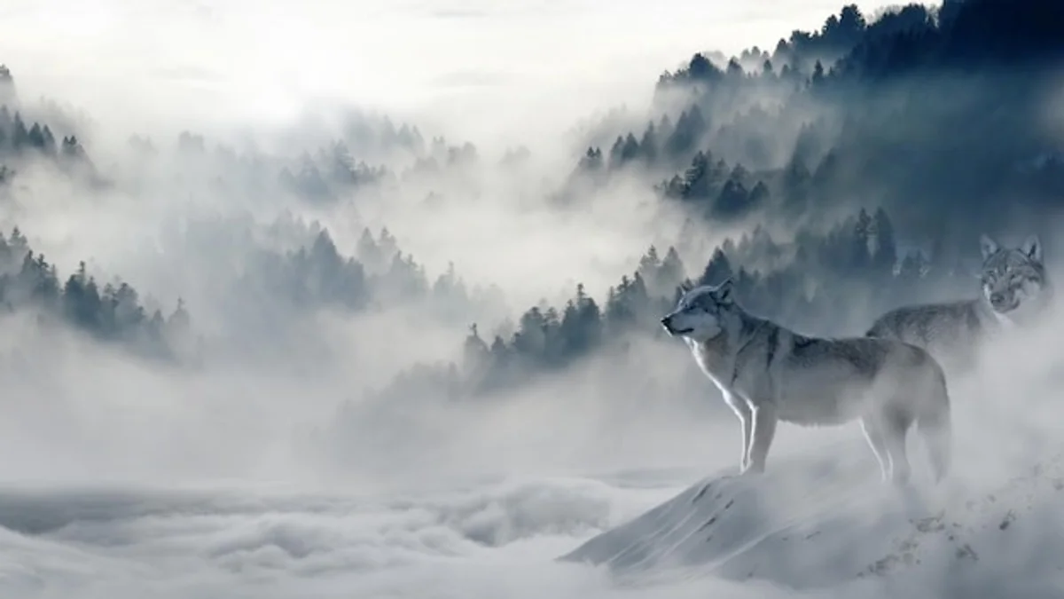 wolf in a misty european forest