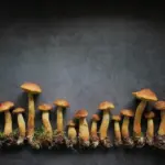 mushroom festival europe autumn culinary