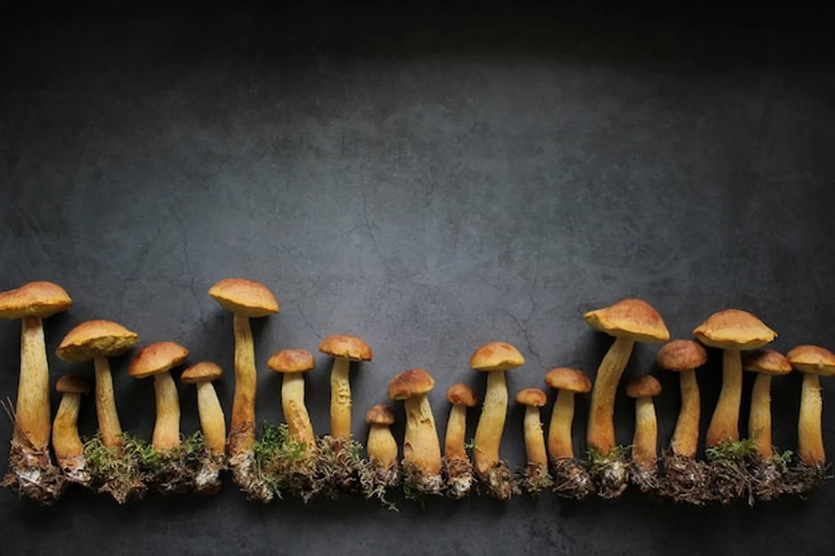 mushroom festival europe autumn culinary