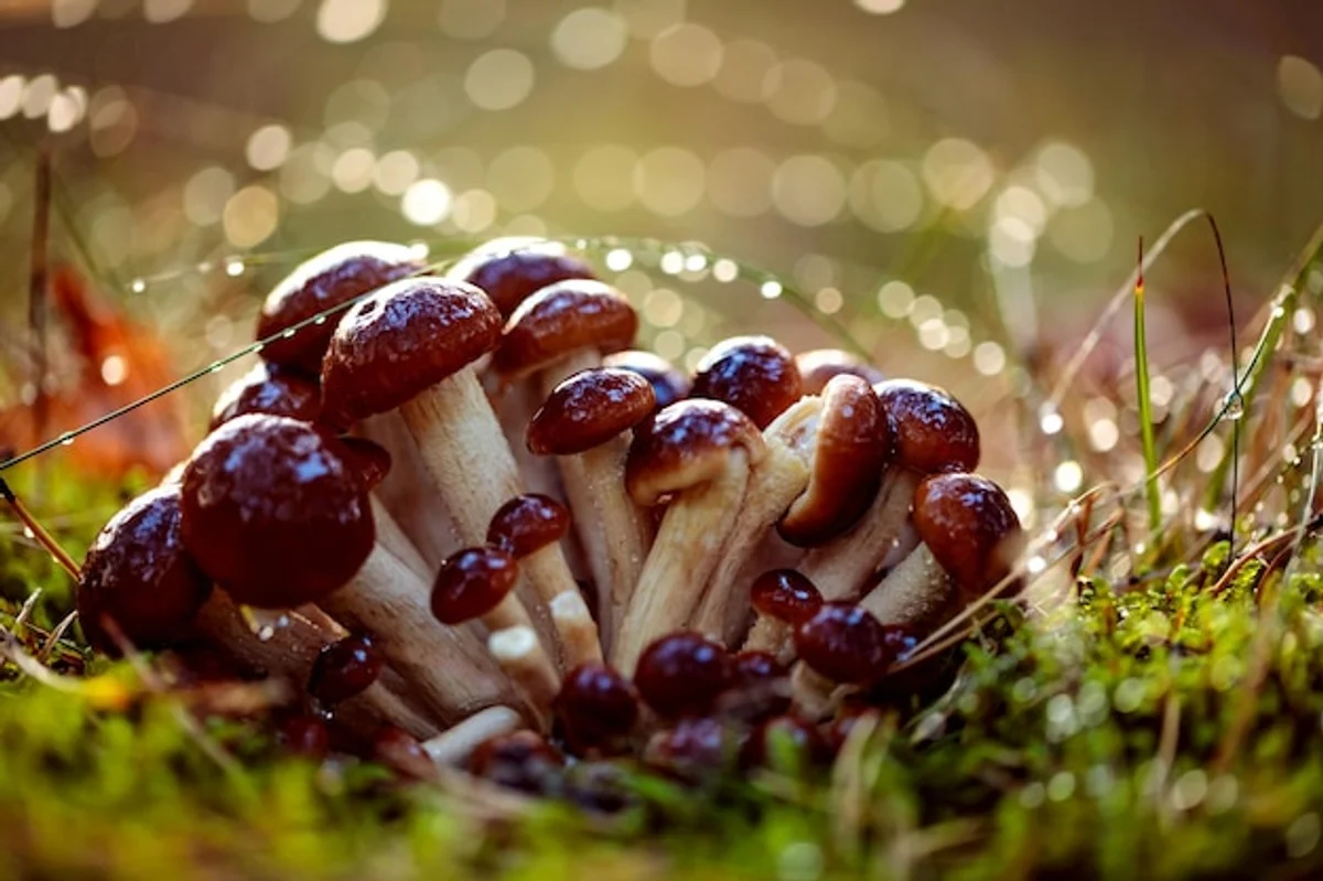 autumn mushroom festival forest europe