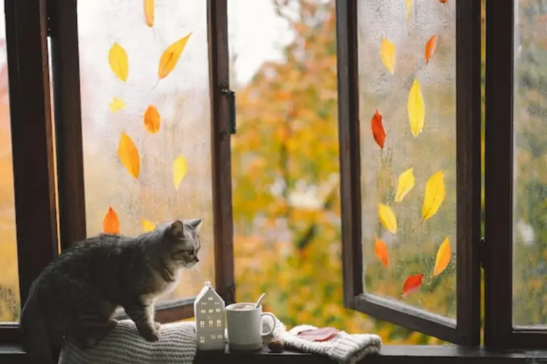 autumn forest wildlife mood therapy