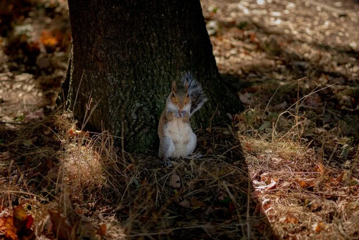 czech forest autumn squirrel close up