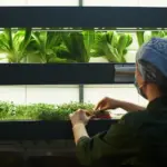 herbs growing indoor kitchen november