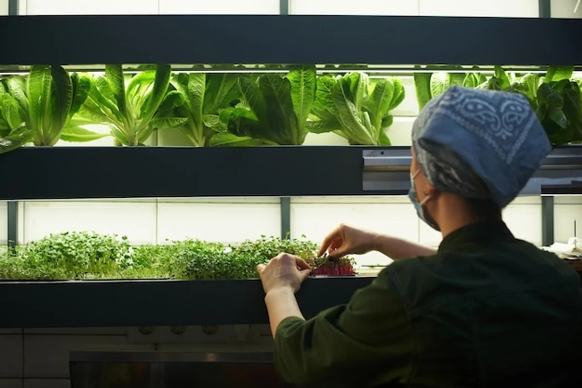 herbs growing indoor kitchen november