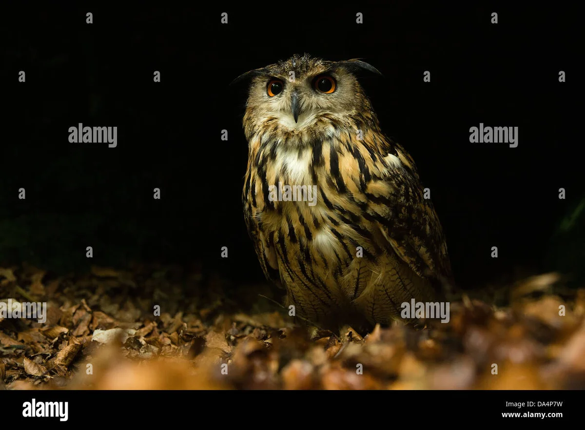 eagle owl in sumava national park czech republic night