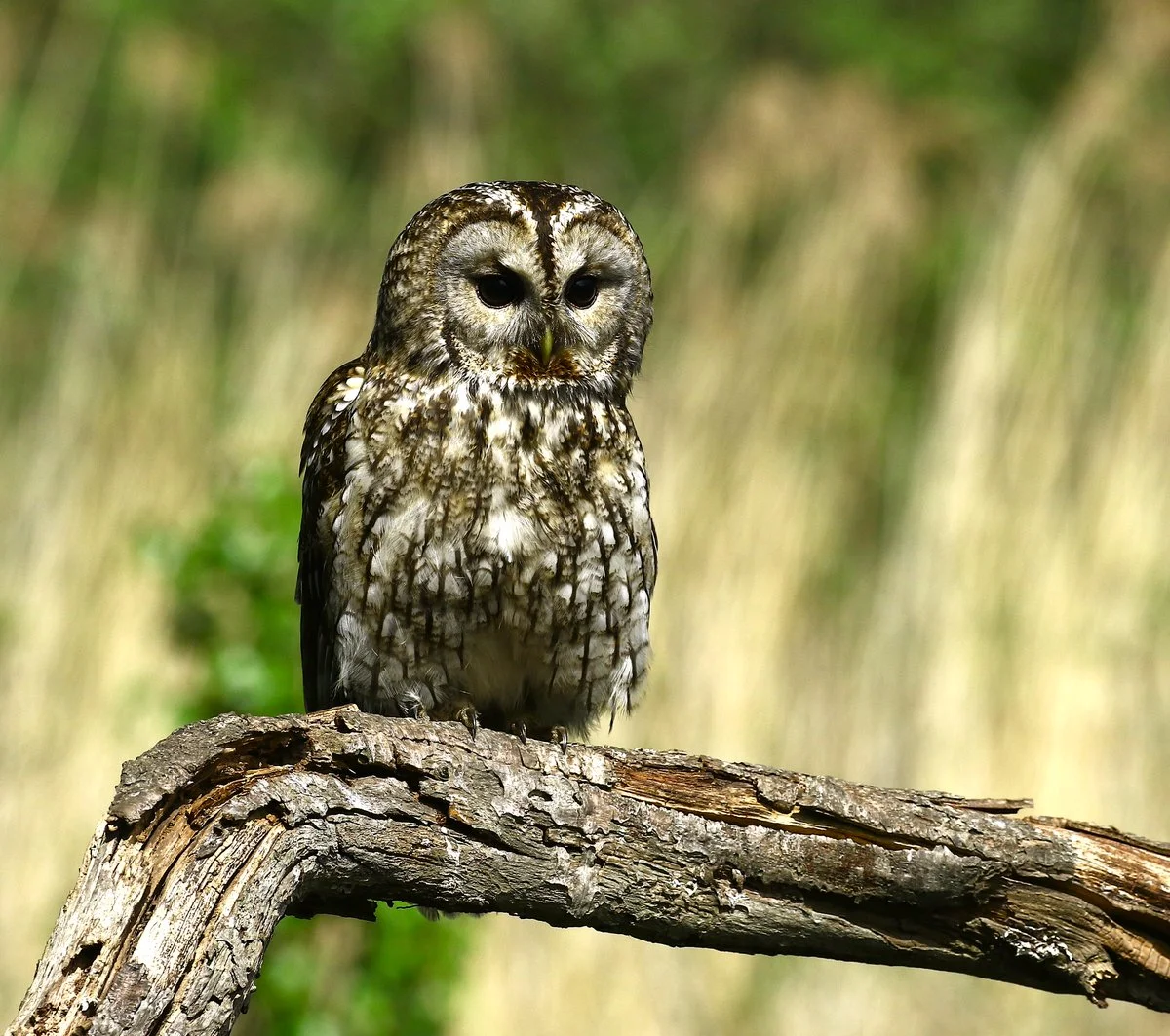 tawny owl krkonose national park dusk