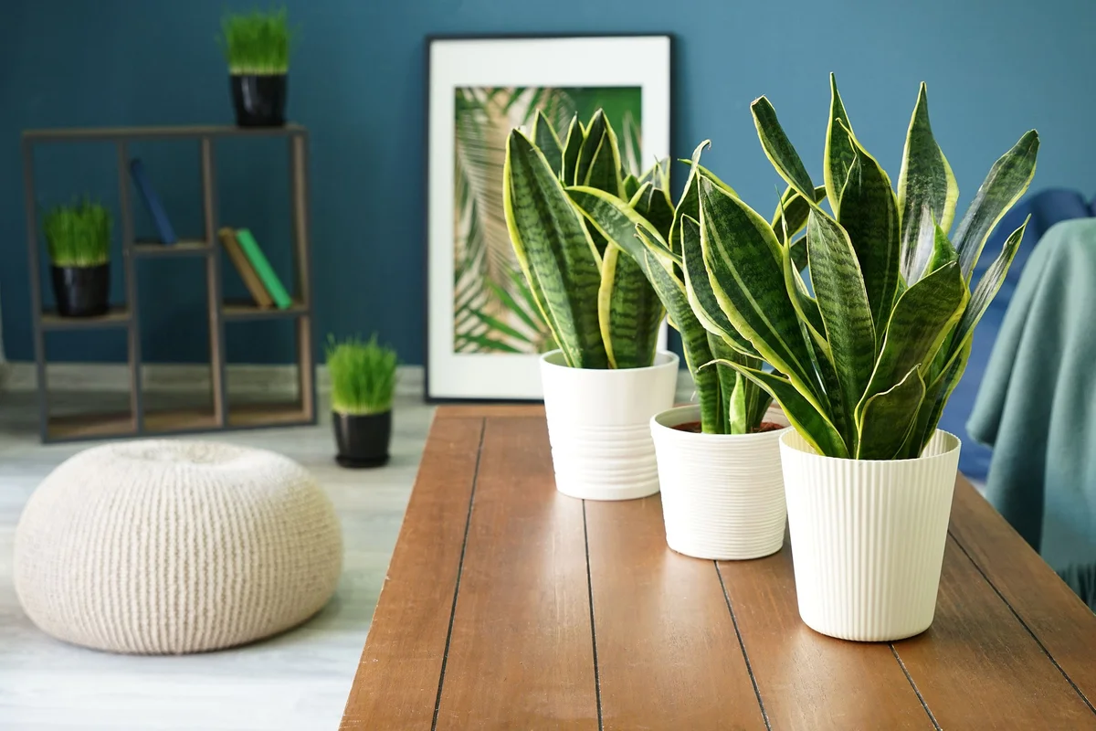 indoor houseplants for air purification in Prague apartment