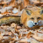 red fox close up autumn leaves