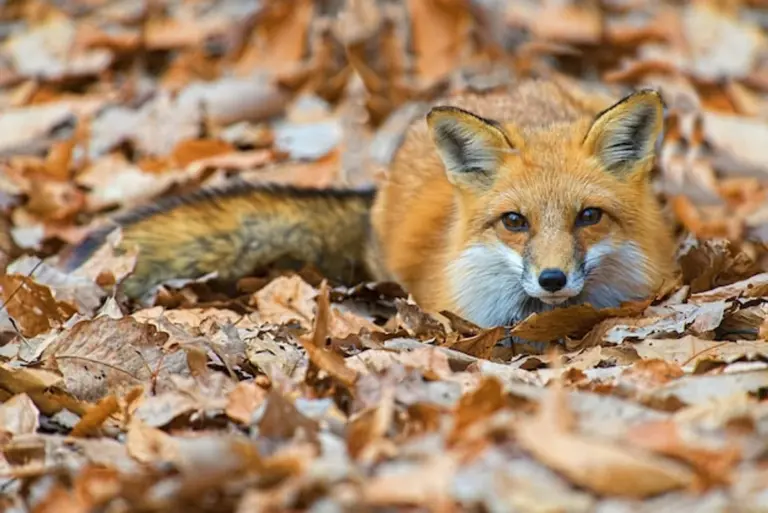 red fox close up autumn leaves