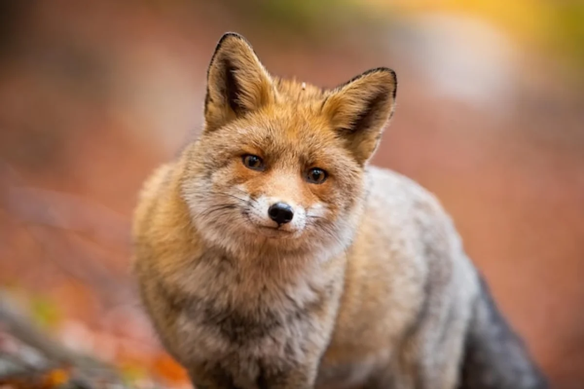 red fox autumn forest close up