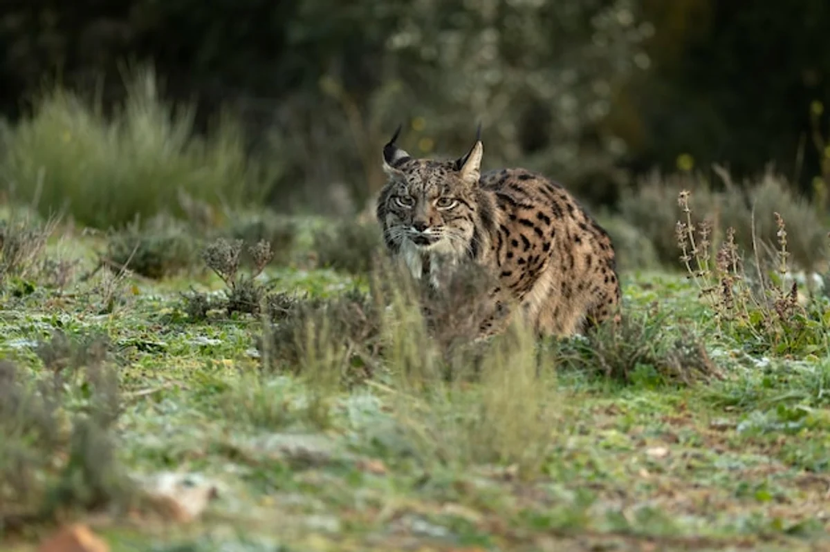 foxes near small czech village autumn evening