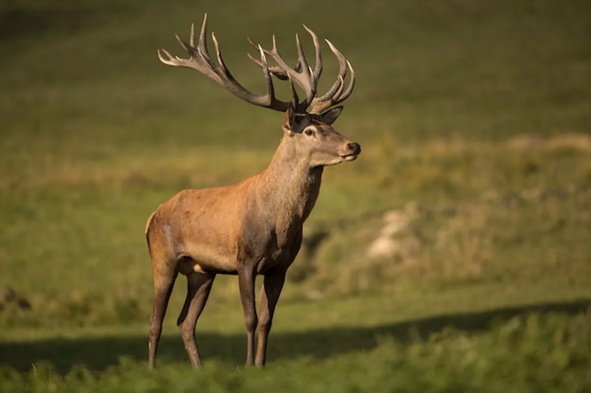 czech forest deer rut autumn