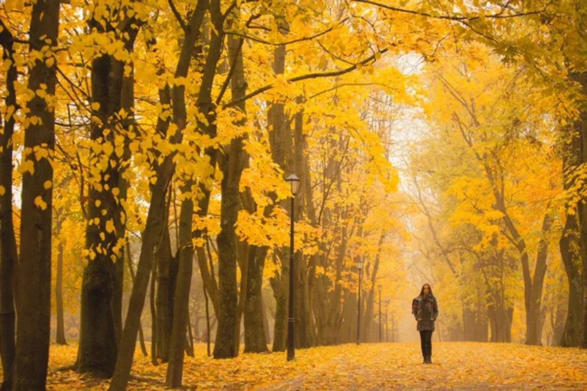 people walking in foggy autumn park Czech Republic mood vitamin D deficiency